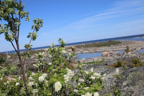 Vita blomklasar på grön buske framför klippig kustlinje och blått hav under klarblå himmel.