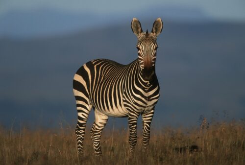 En zebra med svartvita ränder, stående på gräs, med blå oskarp bakgrund.