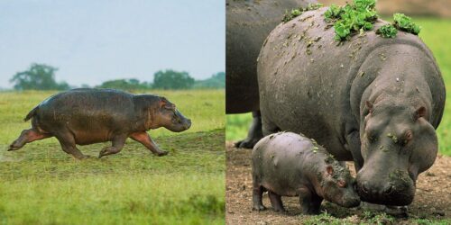 En vuxen flodhäst går på gräs, intill en närbild av en flodhästmamma och hennes unge som står på marken.