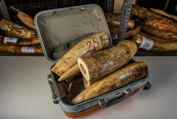 Öppen resväska fylld med stora elefantbetar.