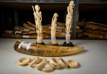 Tre utskurna elfenbensfigurer på socklar, en elefantbet och flera elfenbensringar i rad.