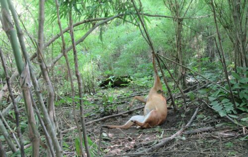 Ett djur med ljusbrun päls ligger på rygg i en skog, med huvudet vänd bort och benen utsträckta och ett av frambenen uppåt, fast i ett träd.