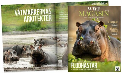 – mall- Aktuellt – omslag och uppslag Omslag av WWF Magasin visar närbild av en flodhäst i vatten med en liten grästuva på mulen. Uppslaget visar flera flodhästar i vatten, text "VÅTMARKERNAS ARKITEKTER", "FLODHÄSTAR", "TUNGVIKTARE MED KORT STUBIN".