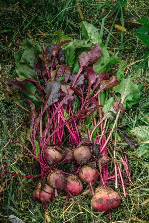 Beets from Mindy’s garden in Iowa, United States.