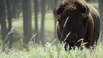 Bisonoxe i gräset Bisonoxe i gräset.
