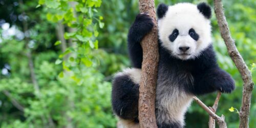 En panda klättrar i ett träd