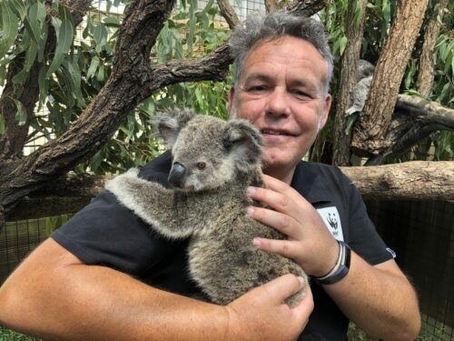 Maryanne – brännskadad koala på sjukhus 2020 Foto WWF Australien, © WWF Australien Räddad koala från branden i Australien