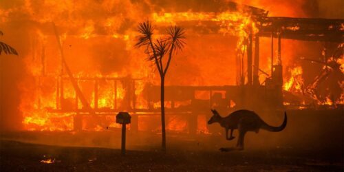 brand i hus och känguru i förgrunden