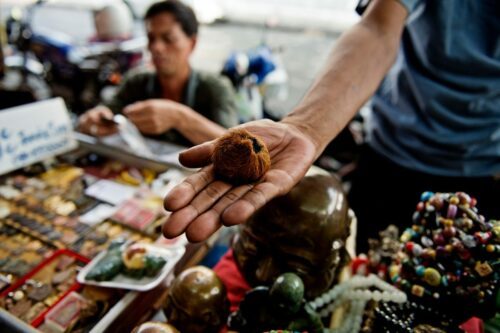 tigermarket-wwf-jame-1.jpg tigermarket-wwf-jame-1.jpg