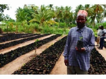 En man i randig skjorta håller en ung planta i en svart påse. Rader av liknande plantor i påsar är planterade i marken. Palmer syns i bakgrunden.