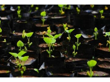 Små, gröna korallträdplantor växer i svarta behållare fyllda med jord, ordnade i rader.