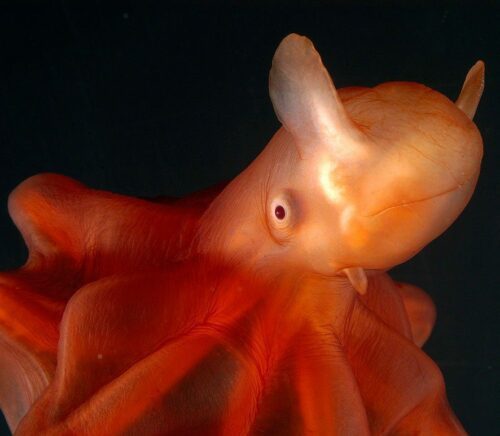 Deepsea cirrate-octopod