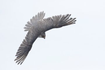 Flygande jaktfalk (Falco rusticolus). Flygande jaktfalk