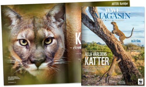 WWF-magasin omslag ovanpå ett uppslag av magasiner. Omslaget är av en leopard som klättrar på ett träd, med en leopard under trädet Text synlig på omslaget: "WWF MAGASIN" och "ALLA VÄRLDENS KATTER". I uppslaget finns en närbild av ett kattdjurs ansikte.