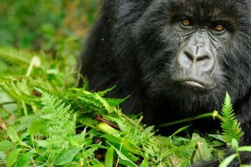 Bergsgorilla, Virunga, Rwanda