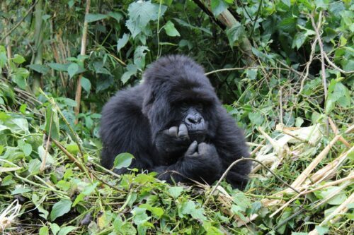 Bergsgorilla, Virunga National Park, Rwanda, © Scott Masciarelli / WWF En bergsgorilla sitter bland gröna växter, mjukt fluffig päls, ser tankfull ut med händerna vid hakan.