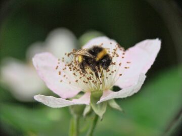 Bild av Shad0wfall från Pixabay Humla på blomma