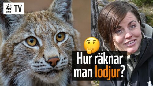 Ett lodjur och Sandra Jönsson, rovdjursexpert på Världsnaturfonden WWF.