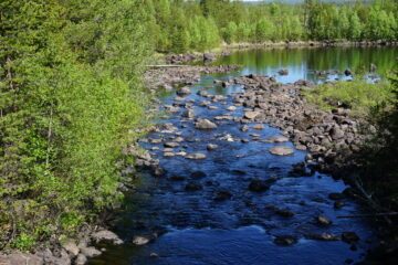 Ångermanälven med klart vatten som flyter förbi tät grön skog på vardera sidan.