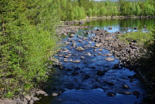 Ångermanälven med klart vatten som flyter förbi tät grön skog på vardera sidan.