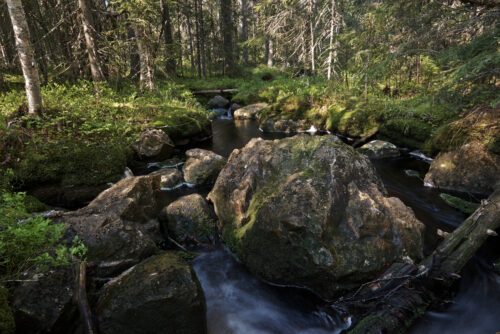 En stenig bäck rinner genom en tät skog med höga träd och grön mossa, i Vildmarksriket, Dalarna.