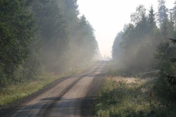 En skogsväg kantad av höga träd med dimma som skapar ett mjukt, diffust ljus tidigt på morgonen.