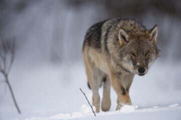 En varg med grå och brun päls går genom snö, blicken framåt.