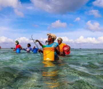 Förvaltning av bläckfisk med fiskestopp är ett lyckat exempel i Moçambique. Resultatet är bättre fångster och ökade intäkter lokalt.