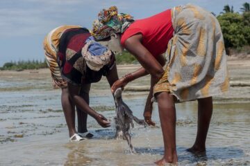 Kvinnor som fiskar efter bläckfisk i Moçambique