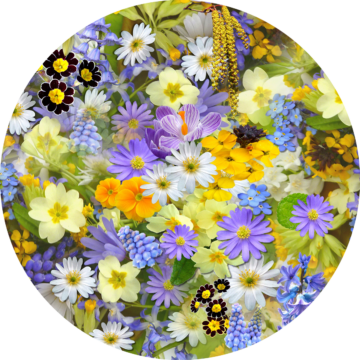 blommor-som-skyltfonster