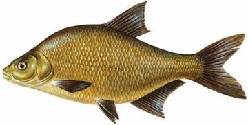 Illustration av en braxen, en platt och bred fisk med gulbruna fjäll och mörka fenor.