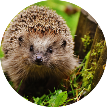 du-och-naturen-vad-gor-naturen-for-dig