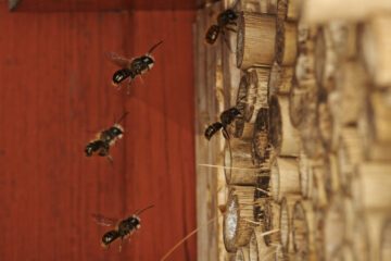 Rödmurarbin har byggt bo i ett bohotell byggt av bambu. Rödmurarbin har byggt bo i ett bohotell byggt av bambu.
