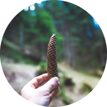 Rund bild: Hand håller en lång, smal kotte från en tall eller gran i en skogsmiljö.