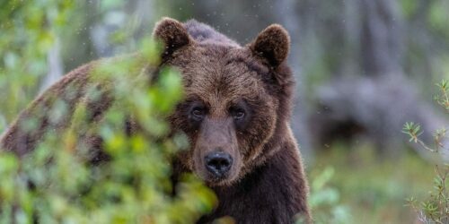 Brunbjörn, © Ola Jennersten / WWF-Sweden En brun björn sitter delvis dold bland grönska, med en intensiv blick riktad mot betraktaren.