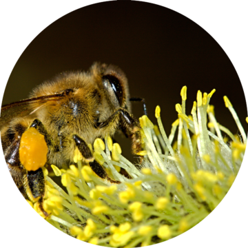 hjalp-de-livsviktiga-pollinatorerna hjalp-de-livsviktiga-pollinatorerna