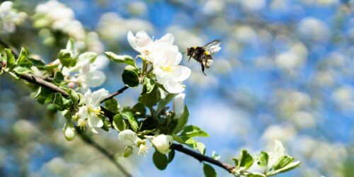 En humla flyger intill vita blommor på en ett träd.