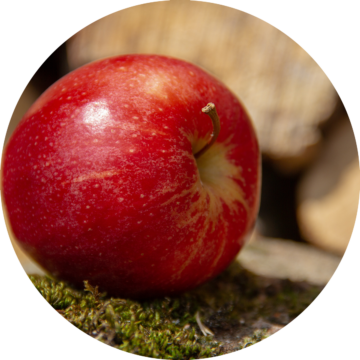 Rund bild: Rött äpple vilande på mossa med utomhusbakgrund.