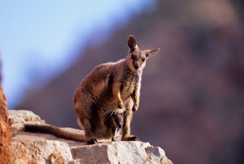 Black-footed rock-wallaby in Northern Territory, Australia