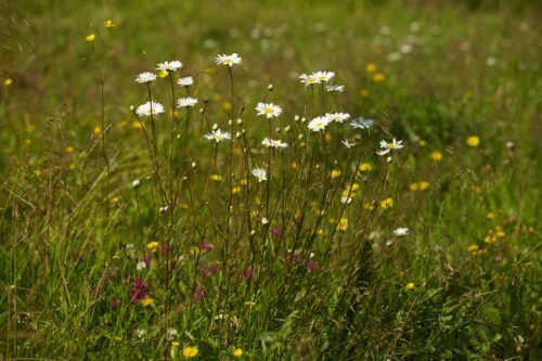 Vita prästkragar och gula blommor växer bland grönt gräs på en solig sommaräng.