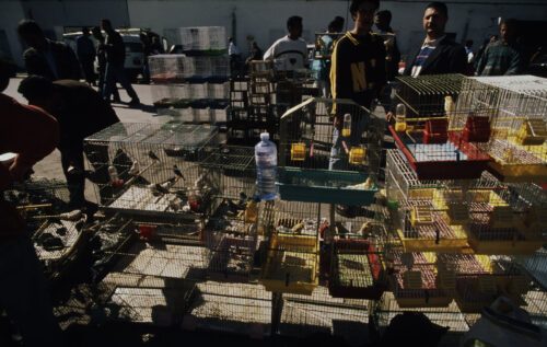 Tunis, Tunisia, © Michel Gunther / WWF Flera burar står utomhus, med människor i bakgrunden i en marknadsmiljö.