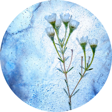Rund bild: Vit blomma och stjälkar inbäddade i klar blå is med bubblor och sprickor synliga runt dem.