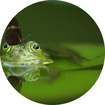 spionera-pa-insekter