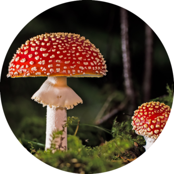 Rund bild: Två röda flugsvampar med vita prickar, en stor och en liten, växer på grön mossa i skogen.