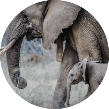 Rund bild: Elefant och unge stående tätt tillsammans, med betar synliga på den vuxna elefanten.