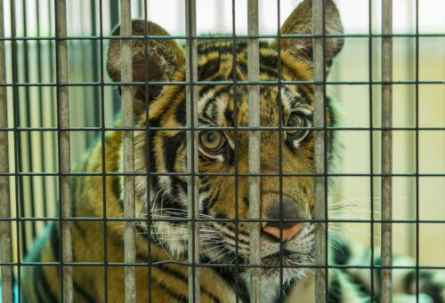 Young tiger in a cage at a tiger farm.