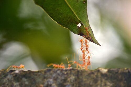 ants-4503110_1920