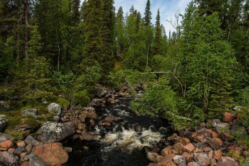 Creak in i montane forest, Jelka creak inNatura 2000-area Jelka-Rimakåbbå. Porlande bäck med stenblock omgiven av tät, grön barrskog i ett barrskogsområde, under en blå himmel med moln.