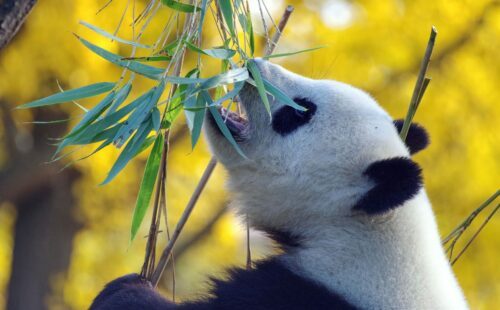 En panda äter bambuskott, med sin karaktäristiska svartvita päls och stora, runda öron.