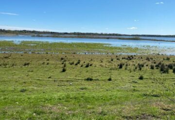 Vattensamling med gräs i förgrunden.
